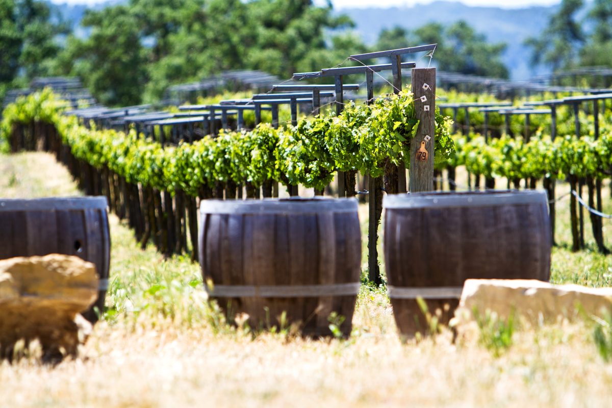 A vineyard with young grape vines and old oak barrels