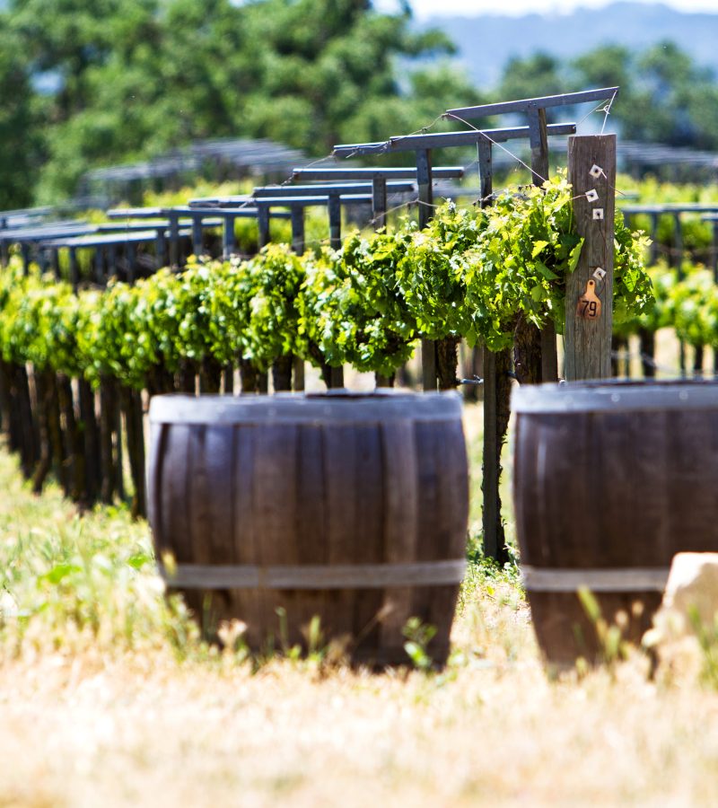 A vineyard with young grape vines and old oak barrels