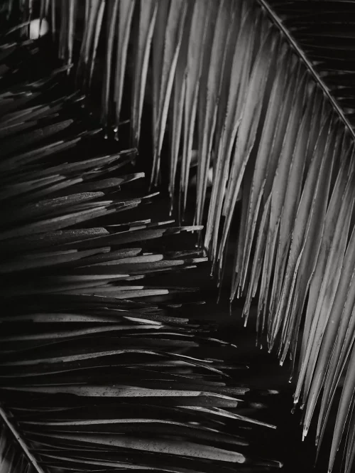 A black and white photograph focusing on the intricate texture and overlapping pattern of palm leaves